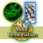 Mold Remediation