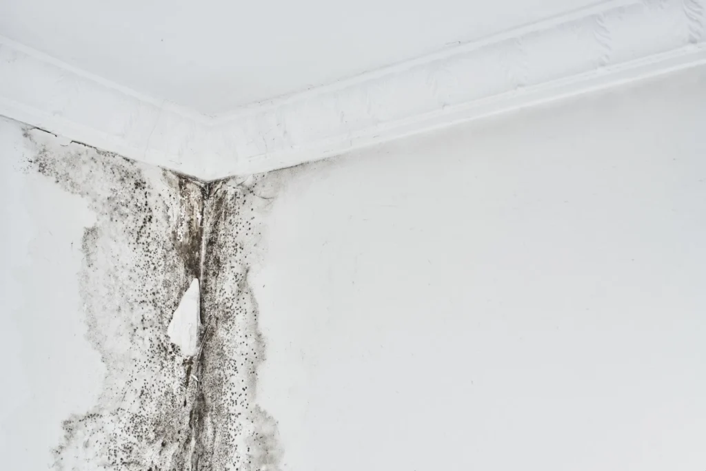 Mold Professionals For Removing