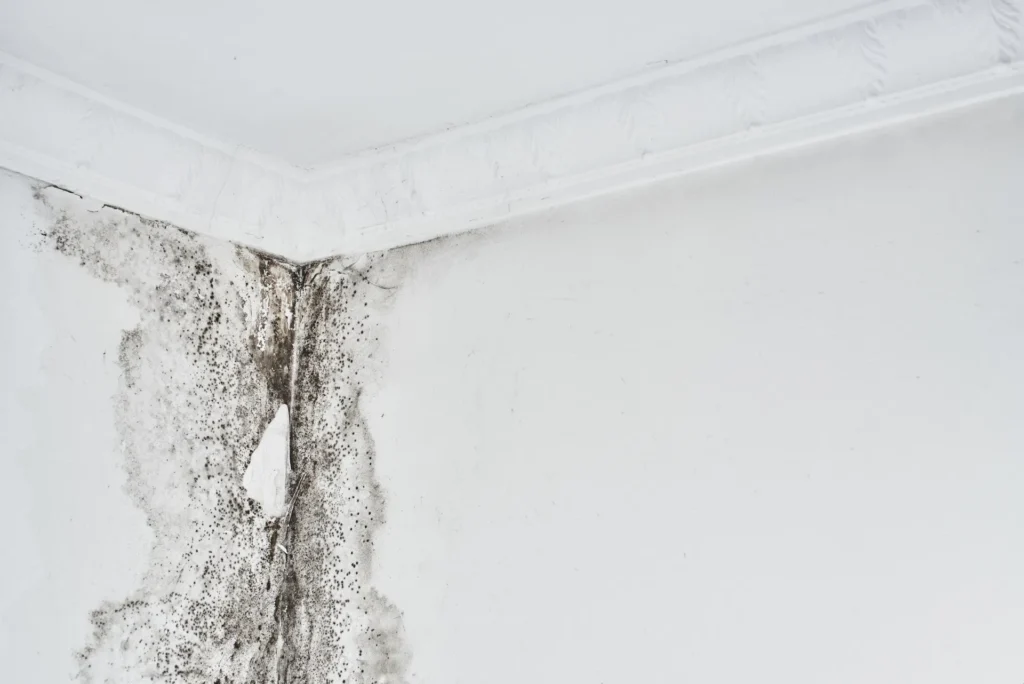 Mold Remediation Cost